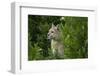 Wild Puma in Chile-Joe McDonald-Framed Photographic Print