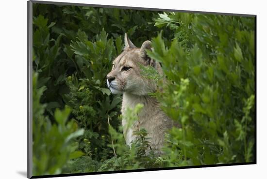 Wild Puma in Chile-Joe McDonald-Mounted Photographic Print