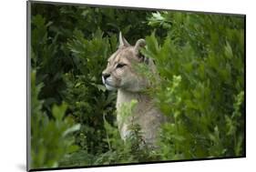 Wild Puma in Chile-Joe McDonald-Mounted Photographic Print