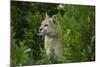 Wild Puma in Chile-Joe McDonald-Mounted Photographic Print