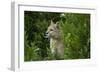 Wild Puma in Chile-Joe McDonald-Framed Photographic Print