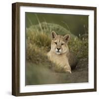 Wild Puma in Chile-Joe McDonald-Framed Photographic Print