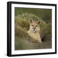 Wild Puma in Chile-Joe McDonald-Framed Photographic Print