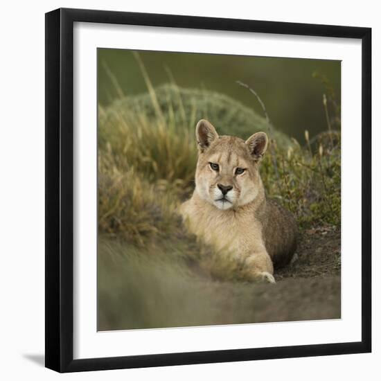 Wild Puma in Chile-Joe McDonald-Framed Photographic Print