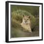 Wild Puma in Chile-Joe McDonald-Framed Photographic Print