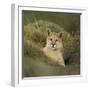 Wild Puma in Chile-Joe McDonald-Framed Photographic Print