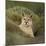 Wild Puma in Chile-Joe McDonald-Mounted Photographic Print