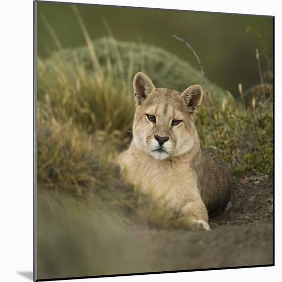 Wild Puma in Chile-Joe McDonald-Mounted Photographic Print