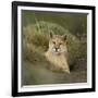 Wild Puma in Chile-Joe McDonald-Framed Photographic Print