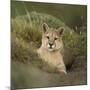 Wild Puma in Chile-Joe McDonald-Mounted Photographic Print