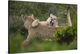 Wild Puma in Chile-Joe McDonald-Stretched Canvas