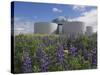 Wild Purple Lupins Surrounding the Pearl (Perlan) Oskjulid Dome, Reykjavik, Iceland, Polar Regions-Neale Clarke-Stretched Canvas