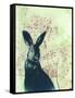 Wild Rabbit-Trudy Rice-Framed Stretched Canvas