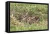 Wild Rabbits Young-null-Framed Stretched Canvas