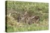 Wild Rabbits Young-null-Stretched Canvas