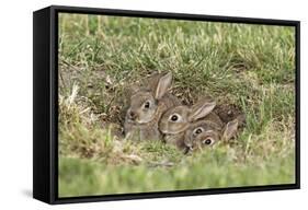 Wild Rabbits Young-null-Framed Stretched Canvas