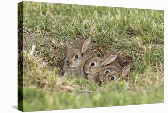 Wild Rabbits Young-null-Stretched Canvas