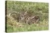 Wild Rabbits Young-null-Stretched Canvas