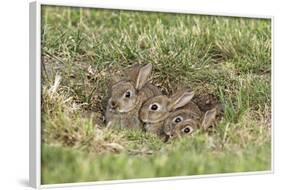 Wild Rabbits Young-null-Framed Photographic Print