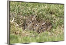 Wild Rabbits Young-null-Framed Photographic Print