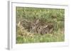 Wild Rabbits Young-null-Framed Photographic Print