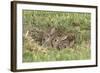 Wild Rabbits Young-null-Framed Photographic Print