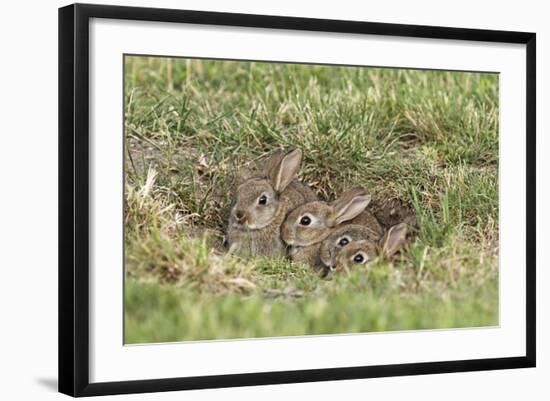 Wild Rabbits Young-null-Framed Photographic Print