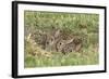 Wild Rabbits Young-null-Framed Photographic Print