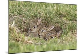 Wild Rabbits Young-null-Mounted Photographic Print