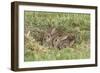 Wild Rabbits Young-null-Framed Photographic Print