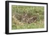 Wild Rabbits Young-null-Framed Photographic Print