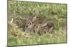 Wild Rabbits Young-null-Mounted Photographic Print