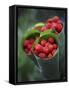 Wild Raspberries Held in the Leaf of a Porcelaine Rose, Sao Tomé and Principé-Camilla Watson-Framed Stretched Canvas