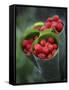 Wild Raspberries Held in the Leaf of a Porcelaine Rose, Sao Tomé and Principé-Camilla Watson-Framed Stretched Canvas