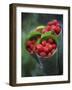 Wild Raspberries Held in the Leaf of a Porcelaine Rose, Sao Tomé and Principé-Camilla Watson-Framed Photographic Print