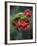 Wild Raspberries Held in the Leaf of a Porcelaine Rose, Sao Tomé and Principé-Camilla Watson-Framed Photographic Print