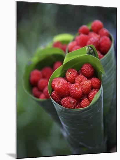 Wild Raspberries Held in the Leaf of a Porcelaine Rose, Sao Tomé and Principé-Camilla Watson-Mounted Photographic Print