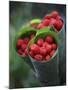 Wild Raspberries Held in the Leaf of a Porcelaine Rose, Sao Tomé and Principé-Camilla Watson-Mounted Photographic Print