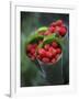 Wild Raspberries Held in the Leaf of a Porcelaine Rose, Sao Tomé and Principé-Camilla Watson-Framed Photographic Print