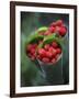 Wild Raspberries Held in the Leaf of a Porcelaine Rose, Sao Tomé and Principé-Camilla Watson-Framed Photographic Print