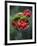 Wild Raspberries Held in the Leaf of a Porcelaine Rose, Sao Tomé and Principé-Camilla Watson-Framed Photographic Print