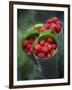 Wild Raspberries Held in the Leaf of a Porcelaine Rose, Sao Tomé and Principé-Camilla Watson-Framed Photographic Print
