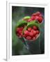 Wild Raspberries Held in the Leaf of a Porcelaine Rose, Sao Tomé and Principé-Camilla Watson-Framed Photographic Print