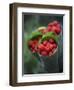 Wild Raspberries Held in the Leaf of a Porcelaine Rose, Sao Tomé and Principé-Camilla Watson-Framed Photographic Print