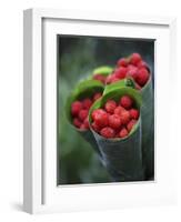 Wild Raspberries Held in the Leaf of a Porcelaine Rose, Sao Tomé and Principé-Camilla Watson-Framed Photographic Print