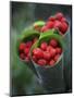 Wild Raspberries Held in the Leaf of a Porcelaine Rose, Sao Tomé and Principé-Camilla Watson-Mounted Photographic Print