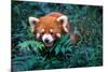 Wild Red Panda in China-Wandzel Wojciech-Mounted Photographic Print
