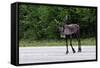 Wild Reindeer Crossing a Road in Lapland, Scandinavia-1photo-Framed Stretched Canvas