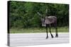 Wild Reindeer Crossing a Road in Lapland, Scandinavia-1photo-Stretched Canvas