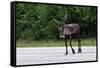 Wild Reindeer Crossing a Road in Lapland, Scandinavia-1photo-Framed Stretched Canvas
